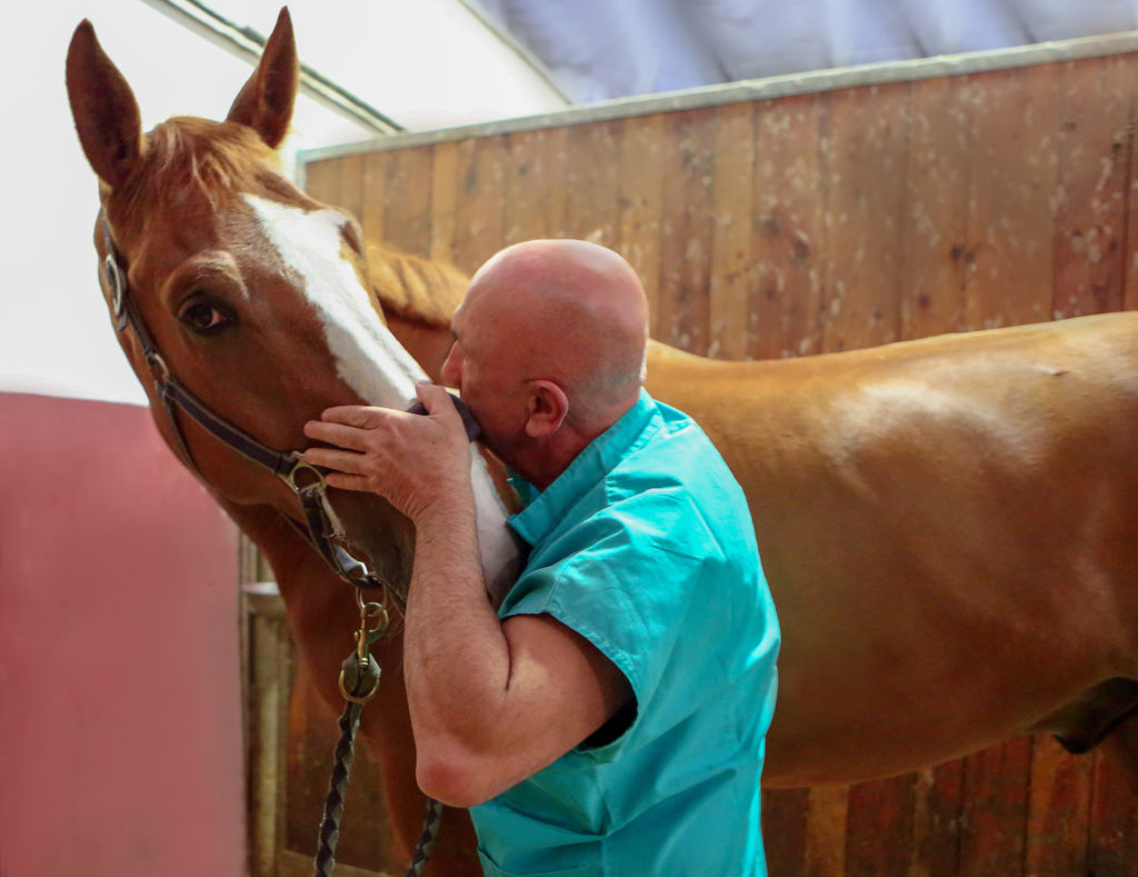 veterinario-chiropratico-cavallo