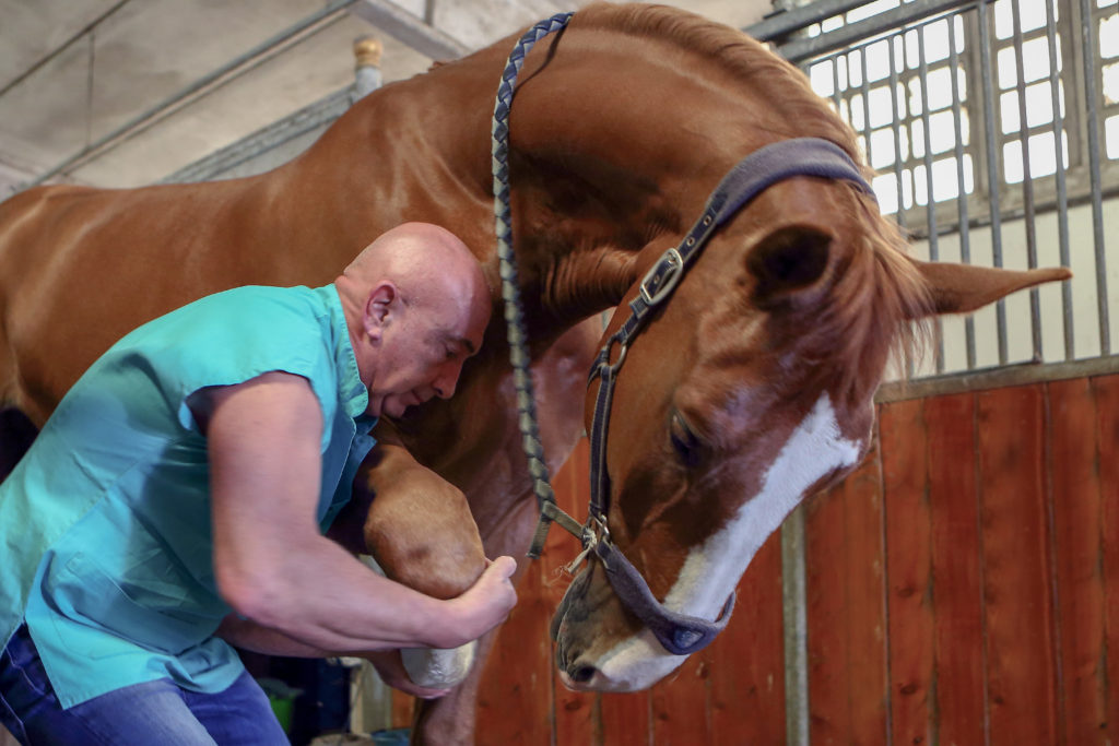 veterinario visita la zampa di un cavallo