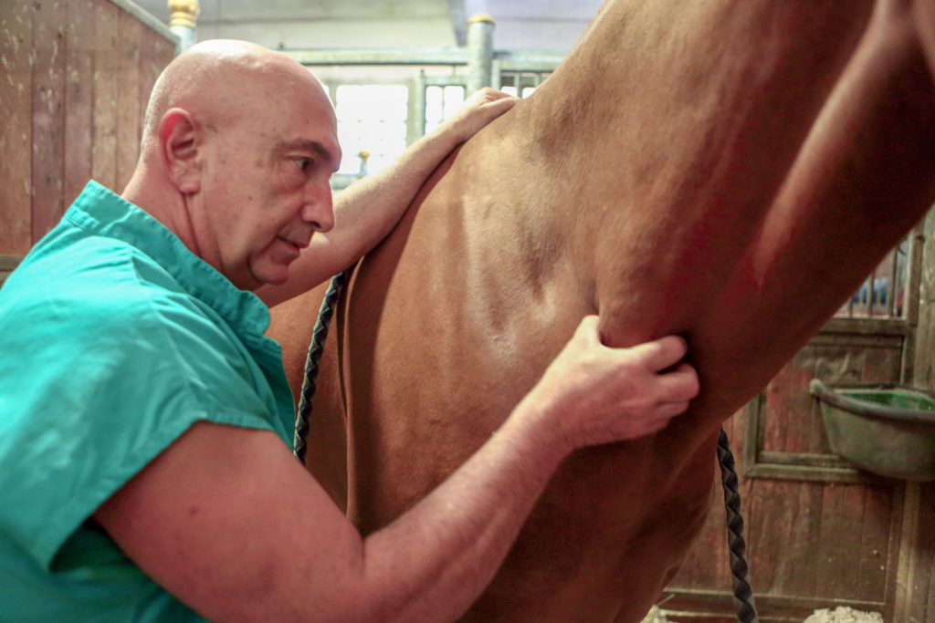 veterinario massaggia il collo a un cavallo