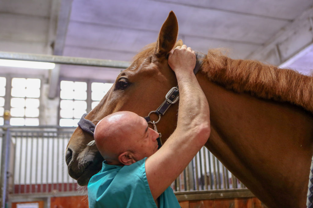 chiropratico massaggia un cavallo