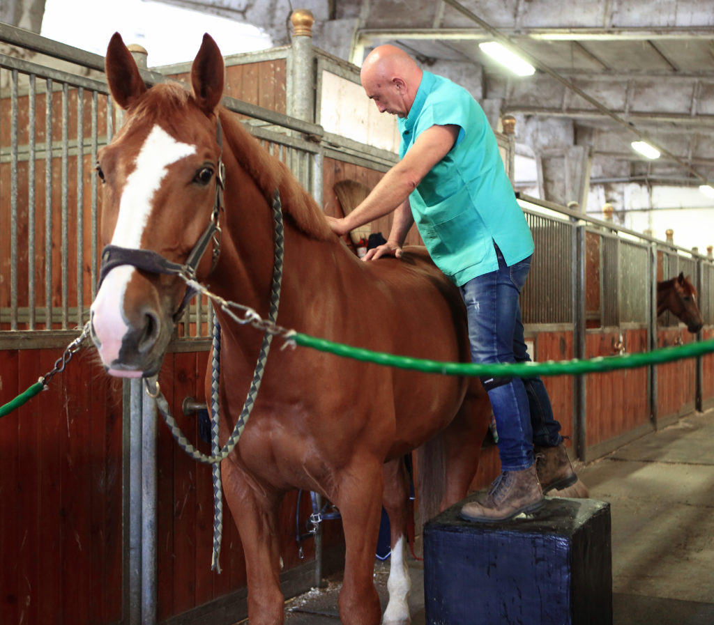 veterinario massaggia schiena cavallo